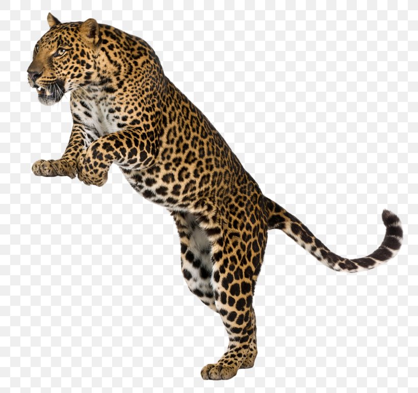 Leopard Cheetah Felidae Wall Decal, PNG, 800x771px, Leopard, Animal Figure, Animal Print, Bathroom, Bedroom Download Free