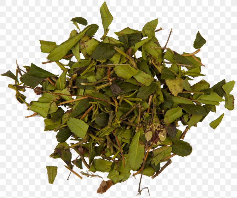 Pipsissewa Herbaceous Plant Medicinal Plants Blossom, PNG, 1024x856px, Pipsissewa, Blossom, Description, Herb, Herbaceous Plant Download Free