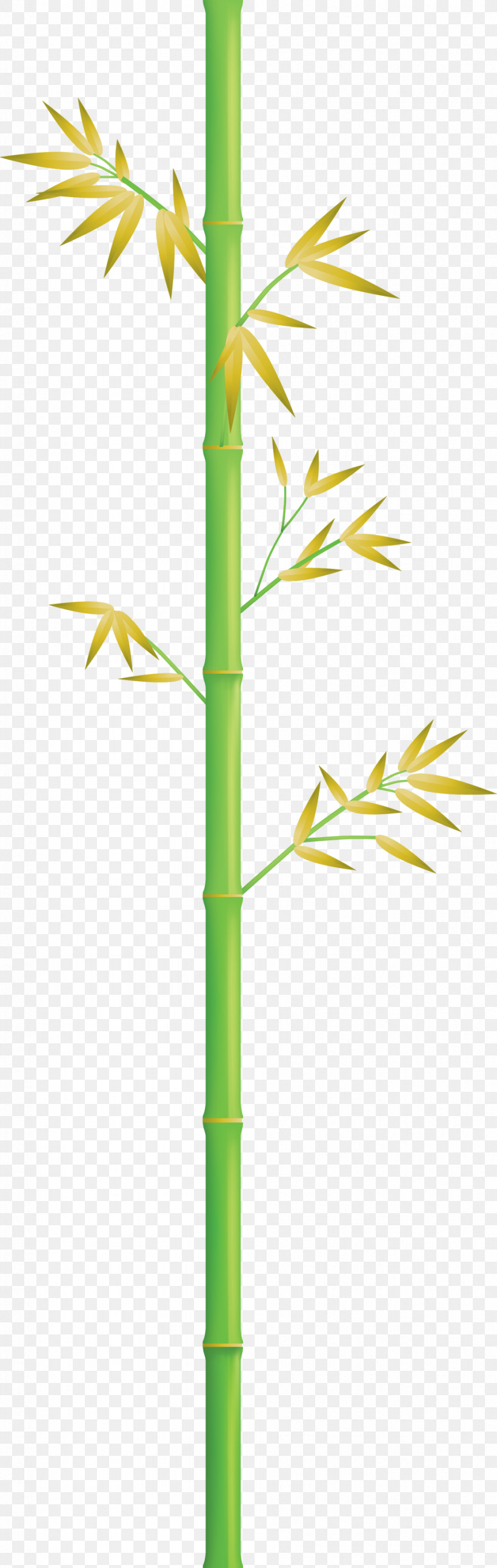 Bamboo Leaf, PNG, 951x2999px, Bamboo, Elymus Repens, Flower, Grass, Grass Family Download Free