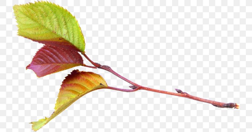 Artificial Flower, PNG, 740x432px, Leaf, Blog, Branch, Bud, Flower Download Free