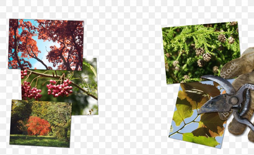 Leaf Fauna Collage Tree, PNG, 2000x1225px, Leaf, Collage, Fauna, Flora, Plant Download Free