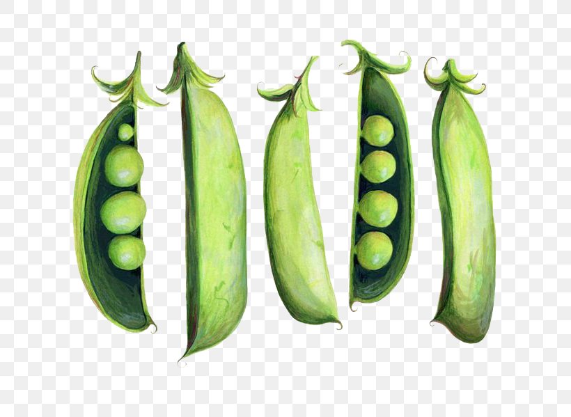 Snap Pea Watercolor Painting Illustration, PNG, 736x599px, Snap Pea, Bean, Behance, Common Bean, Cucumber Download Free