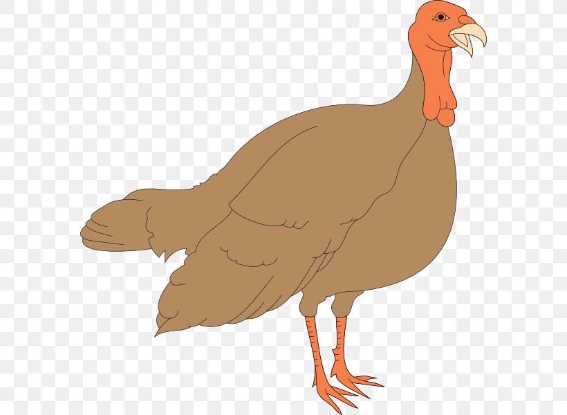Black Turkey Turkey Meat Chicken Clip Art, PNG, 588x600px, Turkey, Beak, Bird, Black Turkey, Chicken Download Free