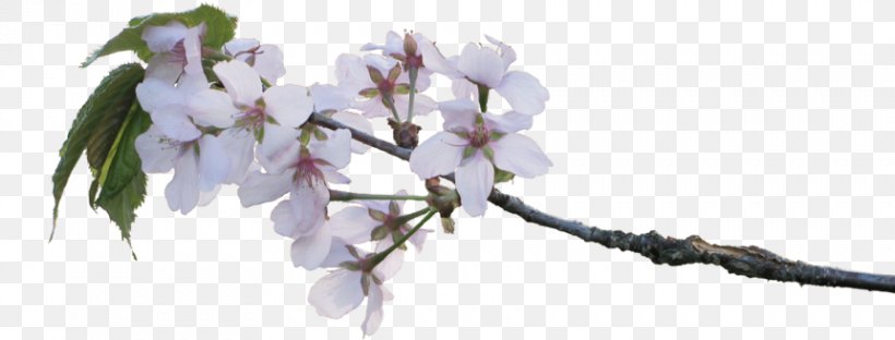 Cherry Blossom Tree, PNG, 861x328px, Cherry Blossom, Apple, Blossom, Branch, Cherries Download Free