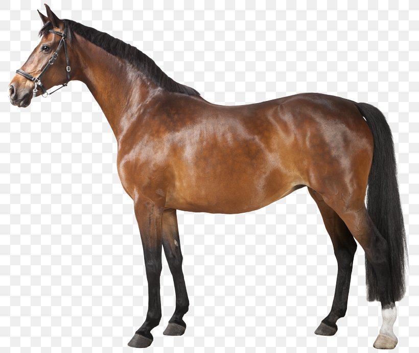 Horse Clip Art, PNG, 800x692px, Horse, Animal Figure, Bridle, Colt, Equestrian Download Free