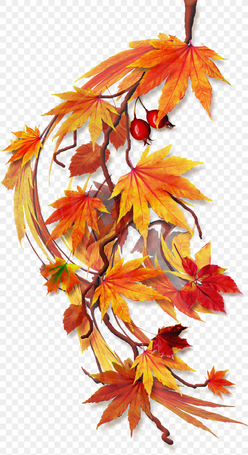 Maple Leaf, PNG, 1946x3571px, Leaf, Autumn, Flower, Maple, Maple Leaf Download Free