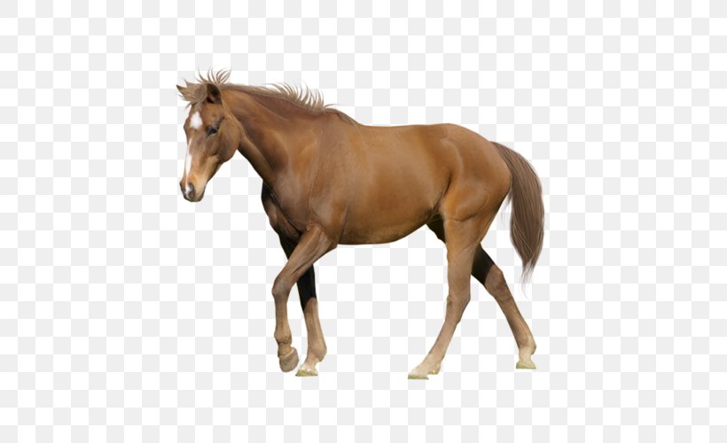 Tennessee Walking Horse Appaloosa American Miniature Horse Arabian Horse Stallion, PNG, 500x500px, Tennessee Walking Horse, American Miniature Horse, Appaloosa, Arabian Horse, Bit Download Free