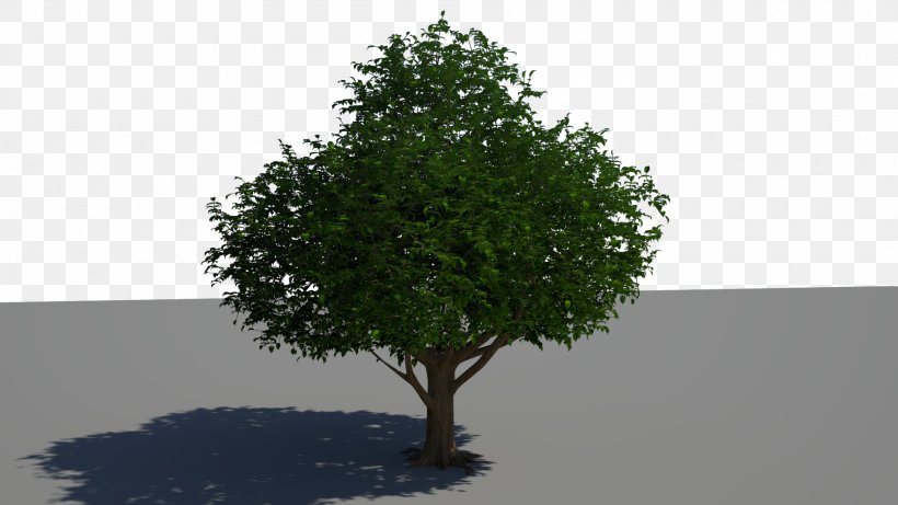 Tree Desktop Wallpaper Woody Plant 1080p, PNG, 1920x1080px, Tree, Branch, Display Resolution, Evergreen, Grass Download Free