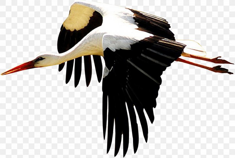 White Stork Bird Beak Ibis Ardea, PNG, 2788x1875px, White Stork, Ardea, Beak, Bird, Bird Migration Download Free