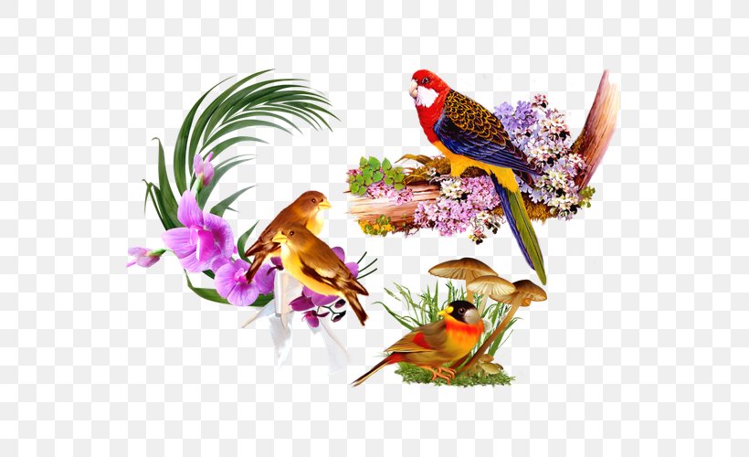Bird Still Life, PNG, 600x500px, Bird, Beak, Fauna, Feather, Floral Design Download Free