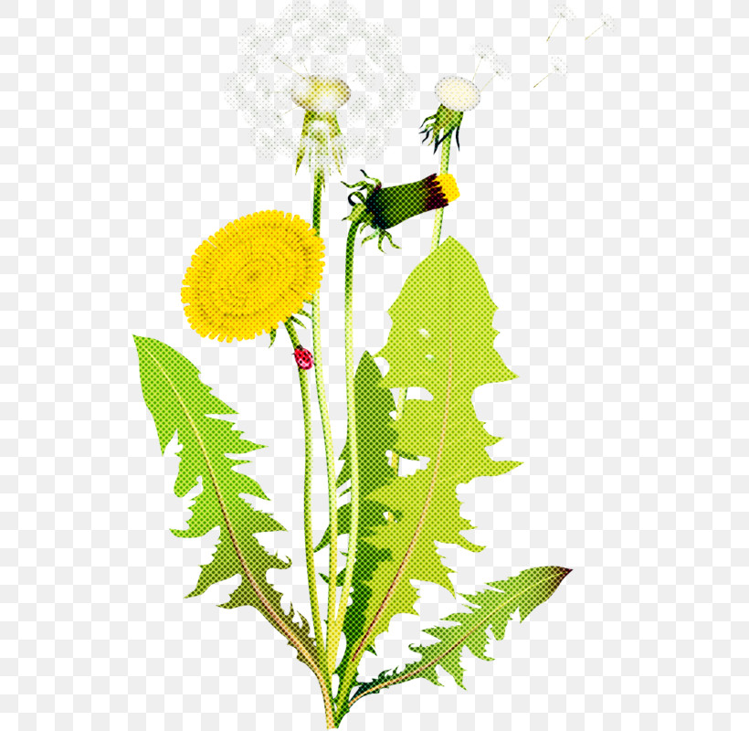 Flower Dandelion Plant Dandelion Yellow, PNG, 531x800px, Flower, Camomile, Chamomile, Dandelion, English Marigold Download Free
