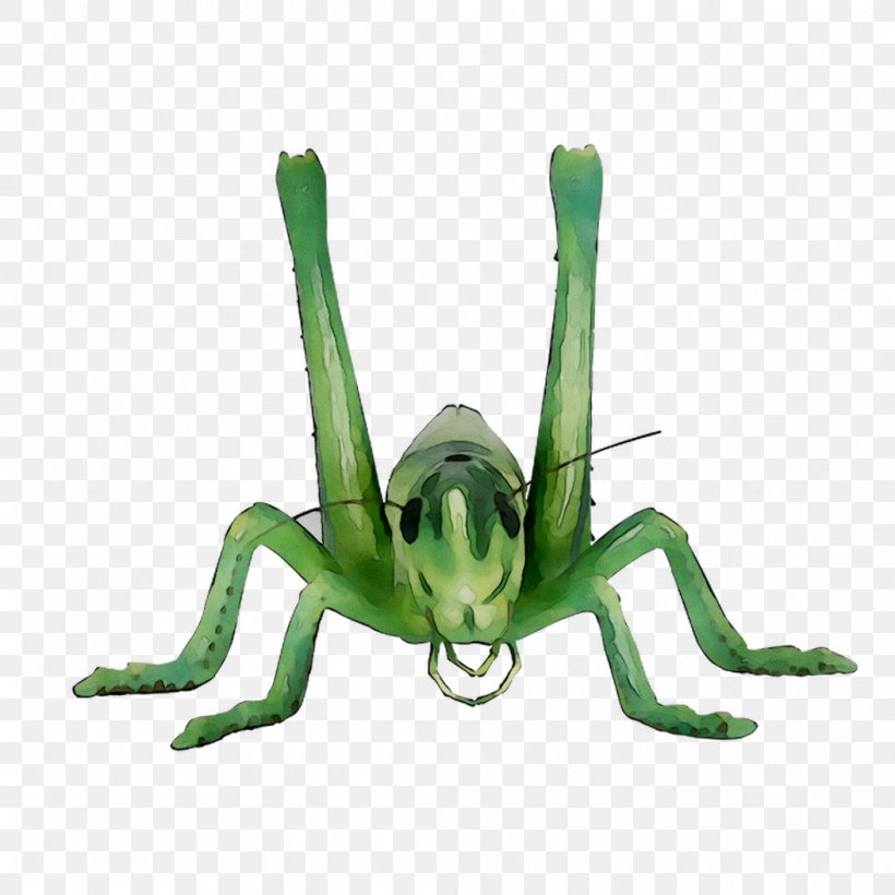 Grasshopper Sauterelle Caelifera Insect Image, PNG, 1053x1053px, Grasshopper, Animal, Arthropod, Blog, Caelifera Download Free