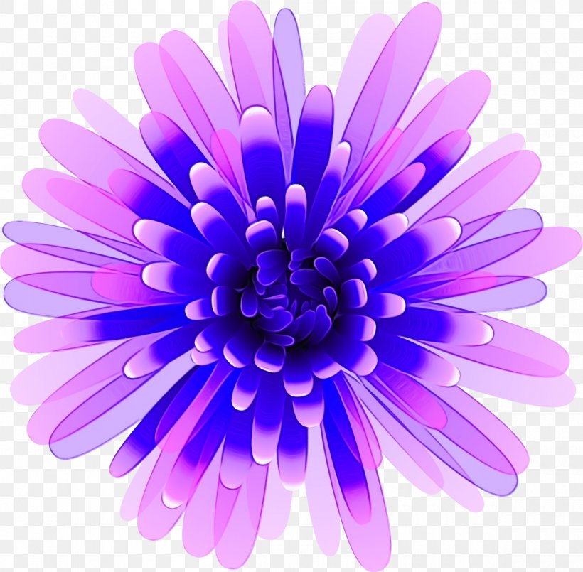Lavender, PNG, 1200x1179px, Watercolor, African Daisy, Aster, Barberton Daisy, Flower Download Free