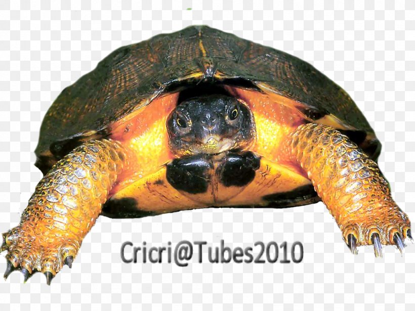 Loggerhead Sea Turtle Box Turtles Tortoise, PNG, 1024x768px, 2015, Loggerhead Sea Turtle, Animal, Box Turtle, Box Turtles Download Free