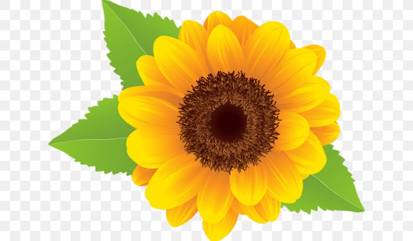 Clip Art Vector Graphics Free Content Image, PNG, 640x480px, Common Sunflower, Annual Plant, Asterales, Barberton Daisy, Calendula Download Free