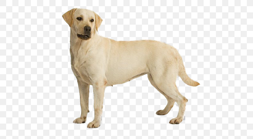 Dog Labrador Retriever White Retriever Sporting Group, PNG, 728x450px, Dog, Akbash Dog, Ancient Dog Breeds, Companion Dog, Fawn Download Free
