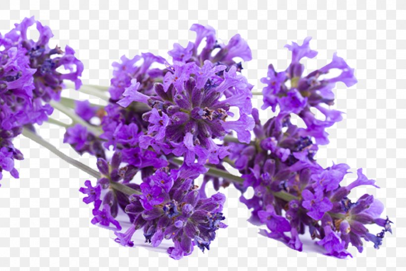 English Lavender French Lavender Download, PNG, 987x660px, English Lavender, Flower, Flowering Plant, French Lavender, Lavender Download Free