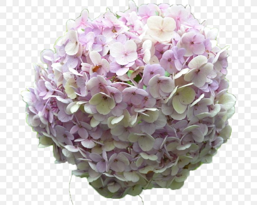 French Hydrangea Flower Bouquet Petal, PNG, 688x653px, French Hydrangea, Cornales, Cut Flowers, Eight Immortals, Floral Design Download Free