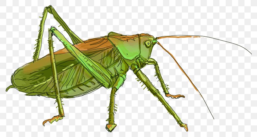 Grasshopper Locust Cricket Insect Tettigonia Viridissima, PNG, 800x437px, Grasshopper, Animal, Arthropod, Bush Crickets, Cricket Download Free