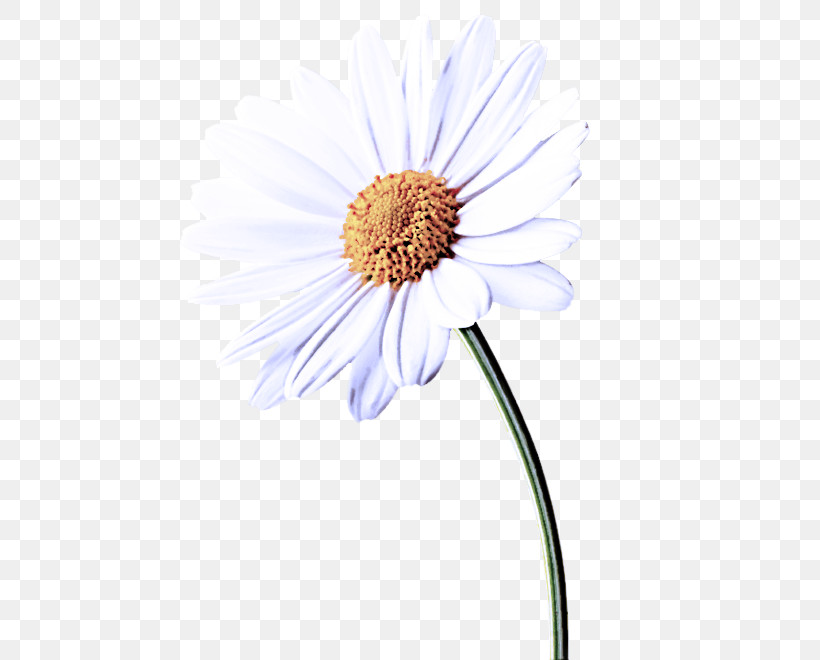Daisy, PNG, 474x660px, Flower, Aster, Asterales, Camomile, Chamomile Download Free