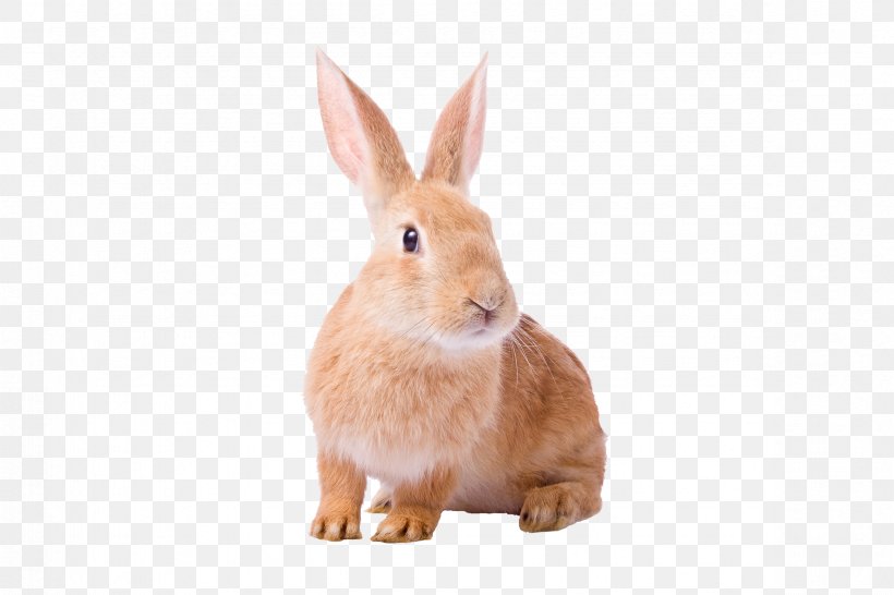 Domestic Rabbit European Rabbit Hare Rodent, PNG, 2363x1575px, Domestic Rabbit, Animal Husbandry, Dwarf Rabbit, European Rabbit, Fauna Download Free