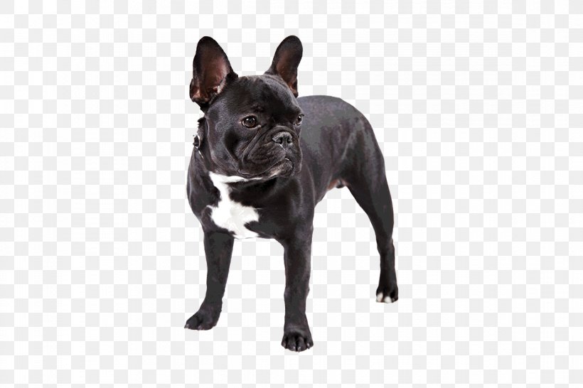 French Bulldog Dachshund Pug Toy Bulldog, PNG, 1170x780px, French Bulldog, American Kennel Club, Boston Terrier, Breed, Breed Standard Download Free