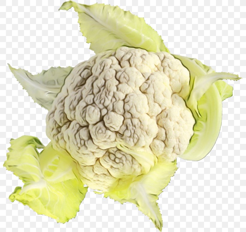 Cauliflower, PNG, 800x774px, Watercolor, Cabbage, Cauliflower, Cruciferous Vegetables, Flower Download Free