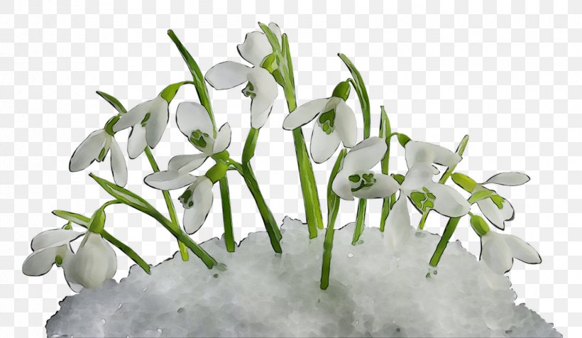 Clip Art Snowdrop Illustration Spring, PNG, 1702x990px, Snowdrop, Amaryllis Family, Birthday, Bouquet, Cut Flowers Download Free
