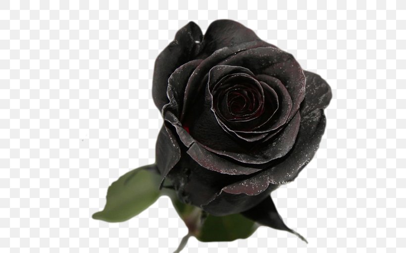 Garden Roses Flower Bouquet Hybrid Tea Rose, PNG, 610x511px, Garden Roses, Black, Blomsterbutikk, Blue, Blue Rose Download Free