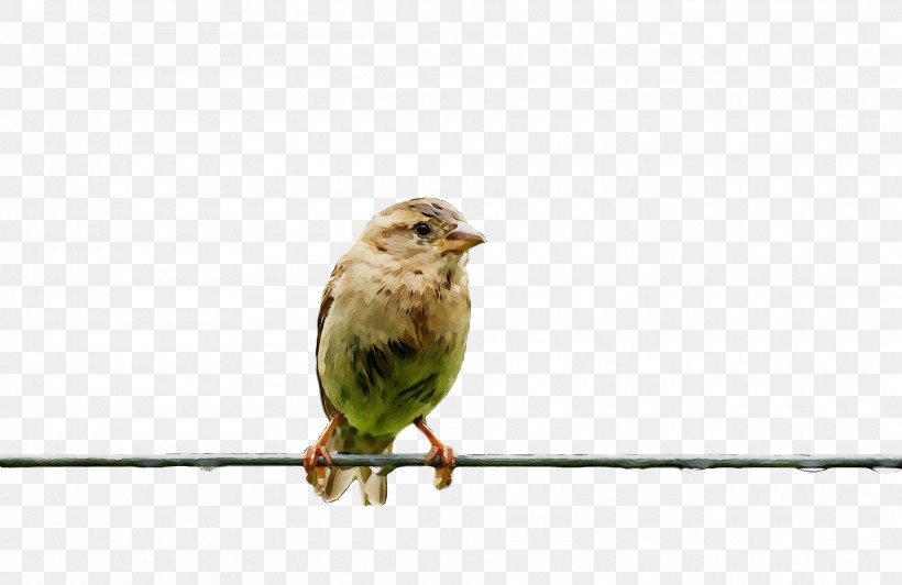 Bird Beak Finch Atlantic Canary Songbird, PNG, 1920x1246px, Bird, Atlantic Canary, Beak, Emberizidae, Finch Download Free