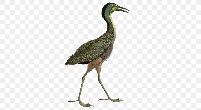 Bird Crane Ciconia Great Herons, PNG, 600x450px, Bird, Animal, Beak, Ciconia, Crane Download Free