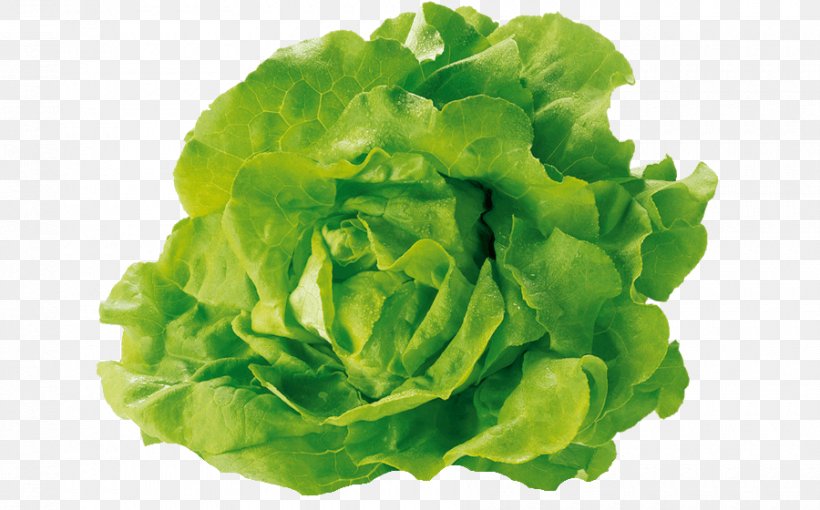 Caesar Salad Lettuce Sandwich Romaine Lettuce BLT Vegetable, PNG, 900x560px, Caesar Salad, Blt, Blue Sow Thistle, Butterhead Lettuce, Cabbage Download Free