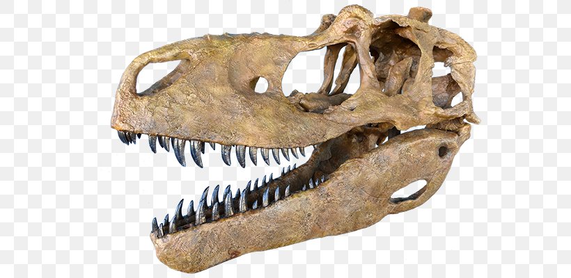 Tyrannosaurus Daspletosaurus Tarbosaurus Skull Albertosaurus, PNG, 800x400px, Tyrannosaurus, Albertosaurus, Bone, Daspletosaurus, Dinosaur Download Free