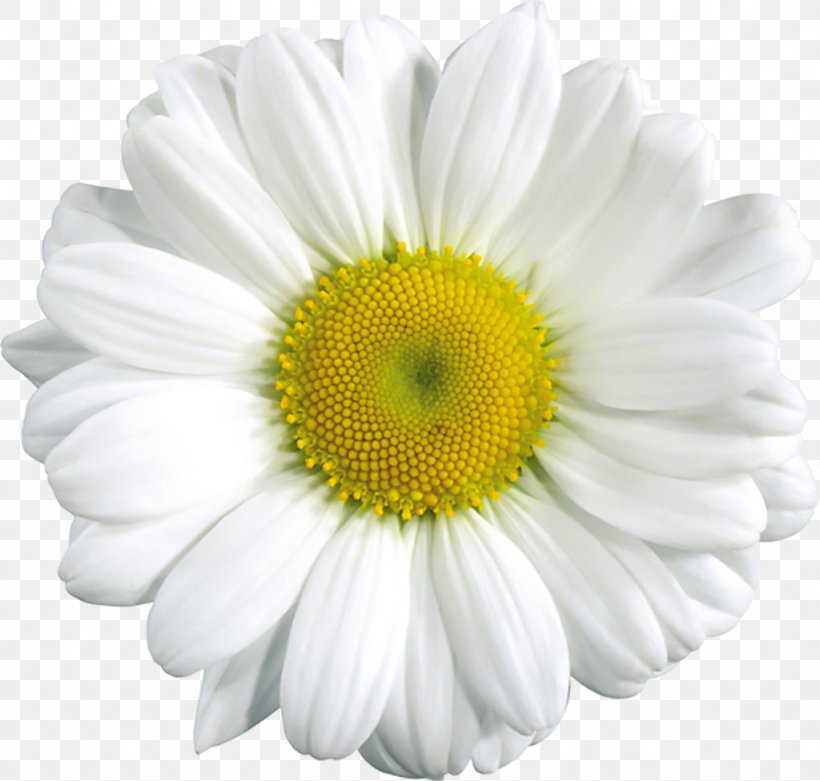 Common Daisy Clip Art, PNG, 1024x976px, Common Daisy, Chamaemelum Nobile, Chamomile, Chrysanthemum, Chrysanths Download Free