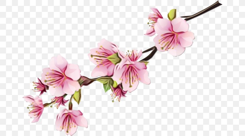 National Cherry Blossom Festival Cherries Desktop Wallpaper, PNG, 670x458px, Cherry Blossom, Blossom, Branch, Cherries, Cut Flowers Download Free