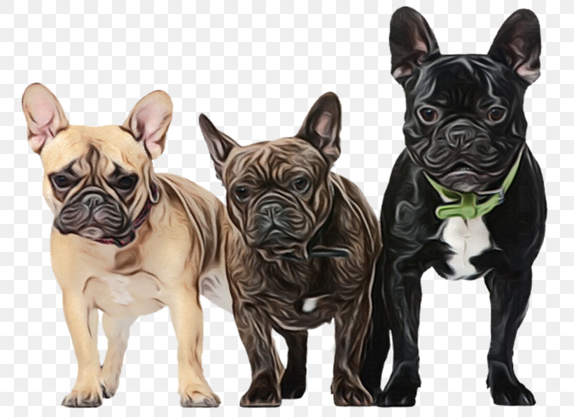 French Bulldog, PNG, 800x596px, Watercolor, Breed, Bulldog, Bulldog Type, Companion Dog Download Free