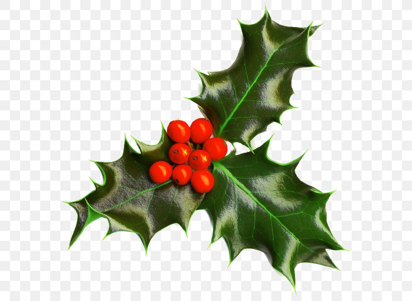 Christmas Decoration Christmas And Holiday Season Christmas Plants Common Holly, PNG, 600x600px, Christmas, Aquifoliaceae, Aquifoliales, Berry, Boxing Day Download Free