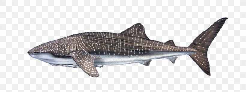 Clip Art Vector Graphics Whale Shark Image, PNG, 1080x405px, Whale Shark, Animal Figure, Cartilaginous Fish, Fauna, Fin Download Free