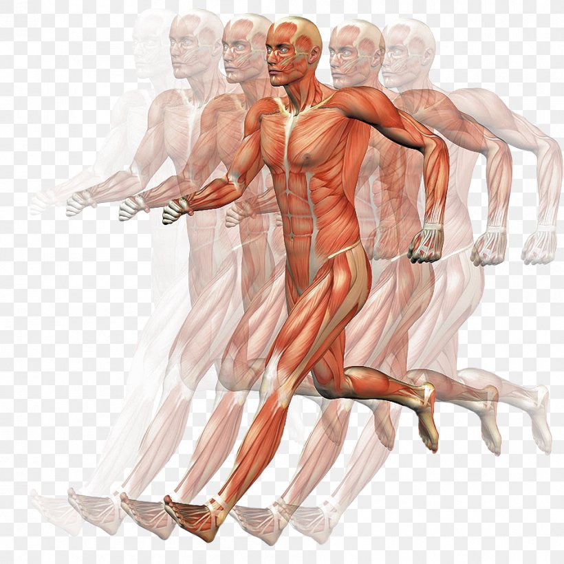 Homo Sapiens Muscle Human Body Motion Anatomy, PNG, 945x945px, Watercolor, Cartoon, Flower, Frame, Heart Download Free