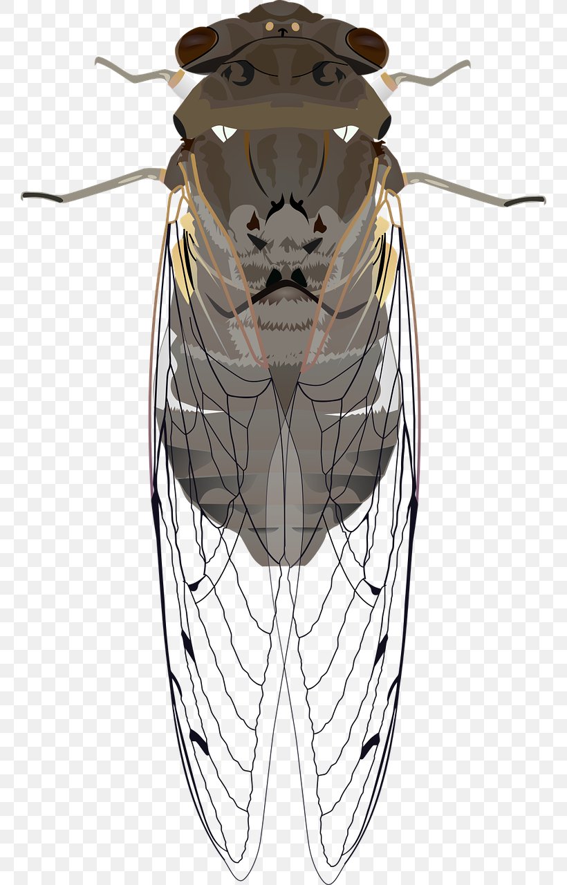 Insect Cicadoidea Clip Art The Cicada, PNG, 760x1280px, Insect, Arthropod, Cicada, Cicadoidea, Drawing Download Free