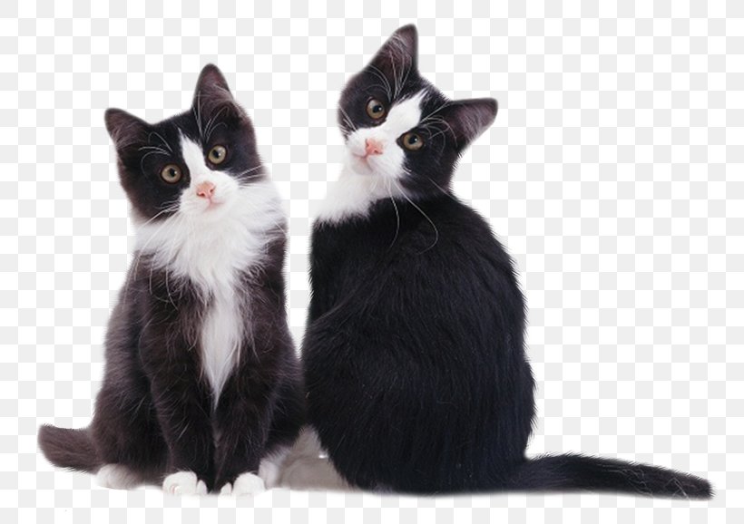 Kitten American Wirehair European Shorthair Whiskers Black Cat, PNG, 800x578px, Kitten, American Wirehair, Animal, Black Cat, Brazilian Shorthair Download Free