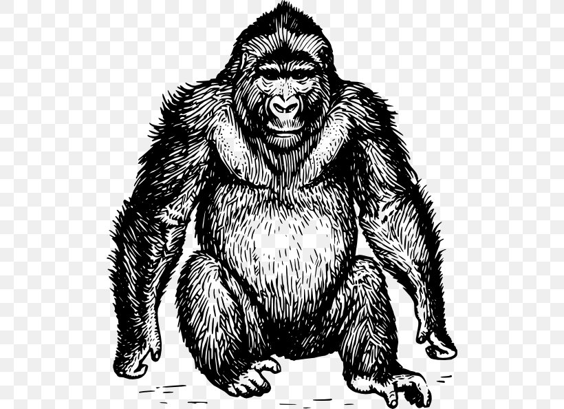 Ape Gorilla Orangutan Clip Art, PNG, 510x594px, Ape, Bear, Black And White, Carnivoran, Chimpanzee Download Free