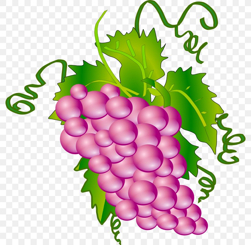 Common Grape Vine Wine Clip Art, PNG, 784x800px, Common Grape Vine, Flowering Plant, Food, Free Content, Fruit Download Free