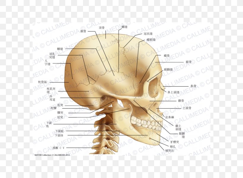 Bone Human Skull Cervical Vertebrae Neck, PNG, 600x600px, Watercolor, Cartoon, Flower, Frame, Heart Download Free