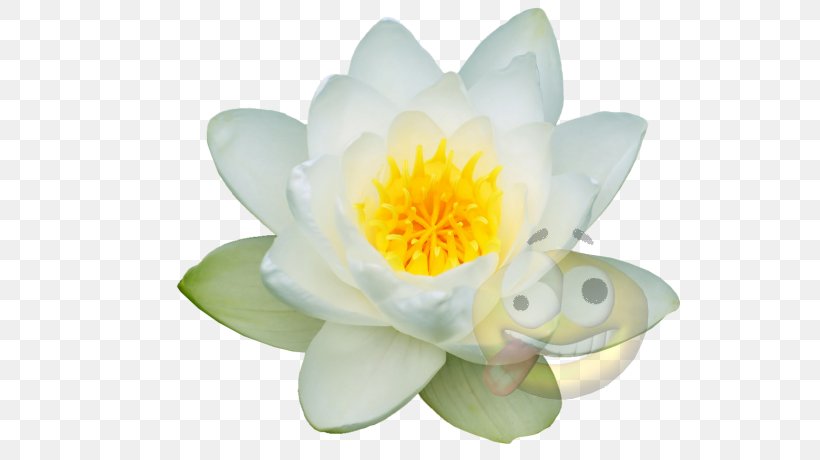 Lotus-m, PNG, 600x460px, Lotusm, Aquatic Plant, Flower, Flowering Plant, Lotus Download Free