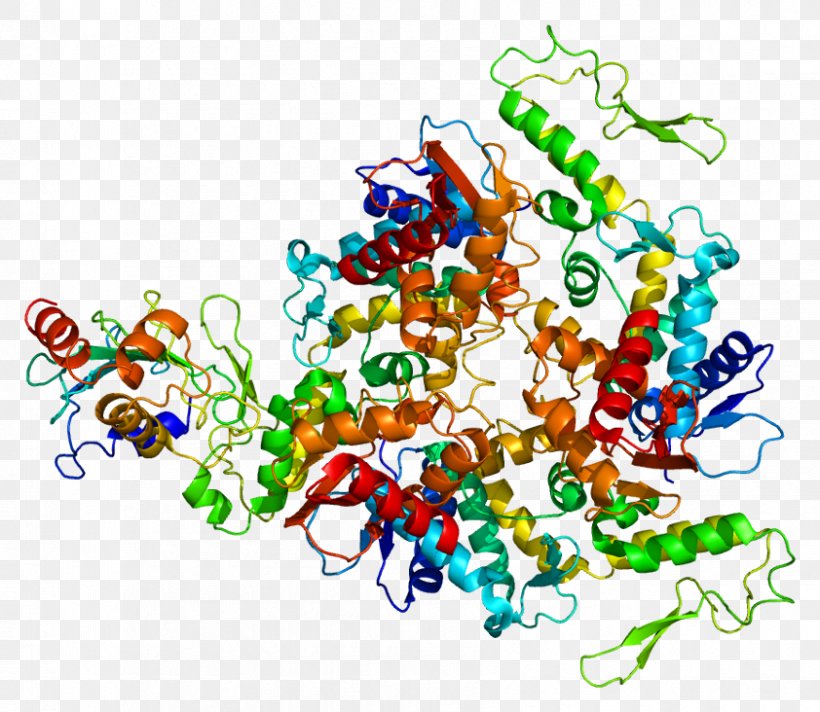 UBE3A Protein Angelman Syndrome DNA Polymerase II Gene, PNG, 842x732px, Protein, Angelman Syndrome, Art, Chromosome, Chromosome 15 Human Download Free