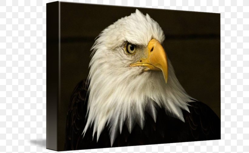 Bald Eagle Gallery Wrap Canvas Beak, PNG, 650x504px, Bald Eagle, Accipitriformes, Art, Beak, Bird Download Free