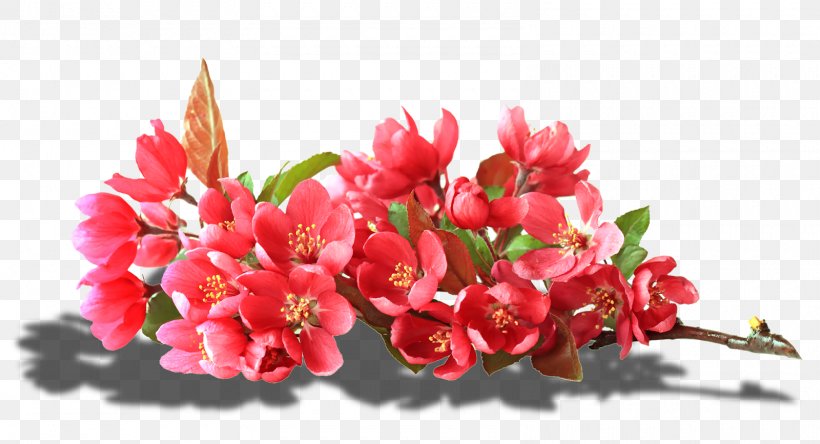 Floral Design Flower عندو الزين Petal, PNG, 1600x867px, Floral Design, Alstroemeriaceae, Blog, Blossom, Branch Download Free