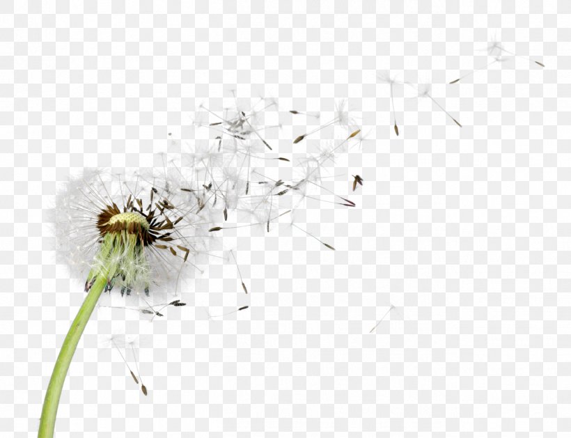 Stock Photography Royalty-free Psychologies, PNG, 1302x1000px, Stock Photography, Bee, Canva, Dandelion, Elle Download Free