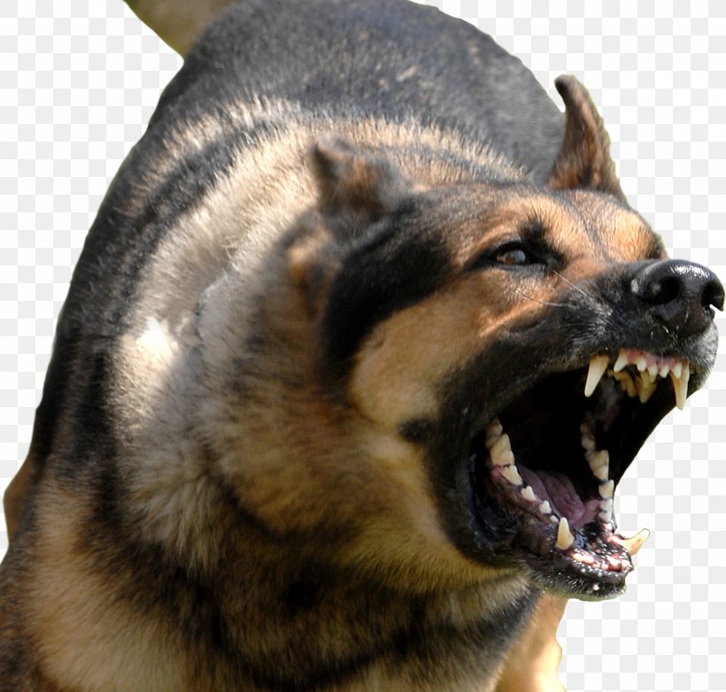 Bully Kutta Dog Bite Dog Training Guard Dog Leash, PNG, 1258x1200px, Bully Kutta, Bark, Carnivoran, Dog, Dog Aggression Download Free
